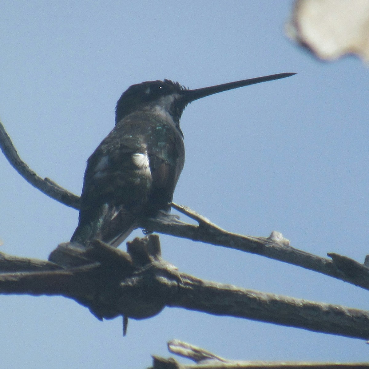 Long-billed Starthroat - Edwin Calderon