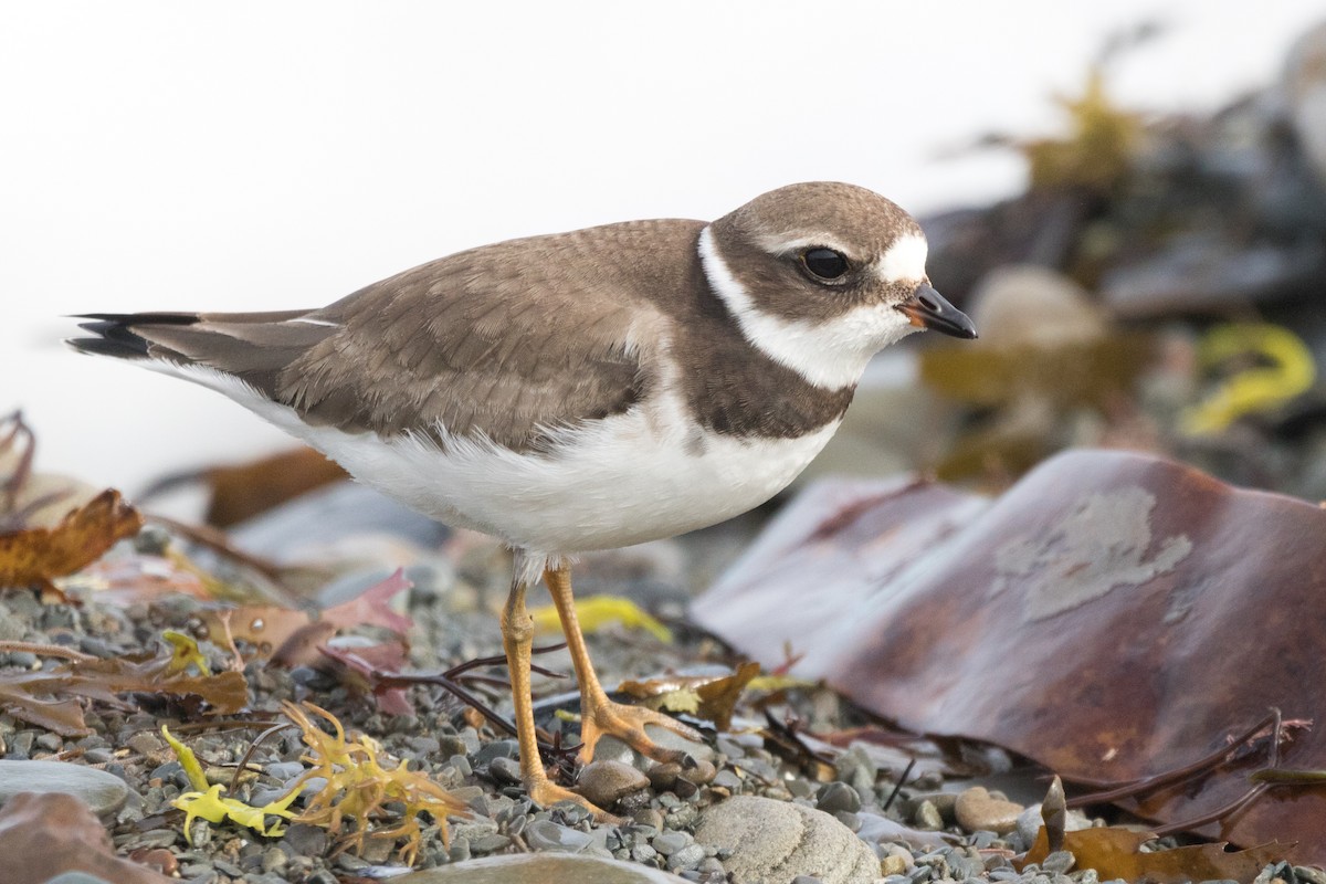 Semipalmated Plover - ML116736491