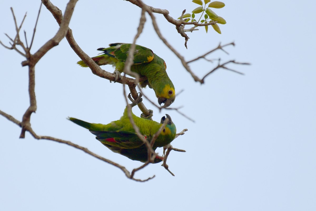 Turquoise-fronted Parrot - ML116736591