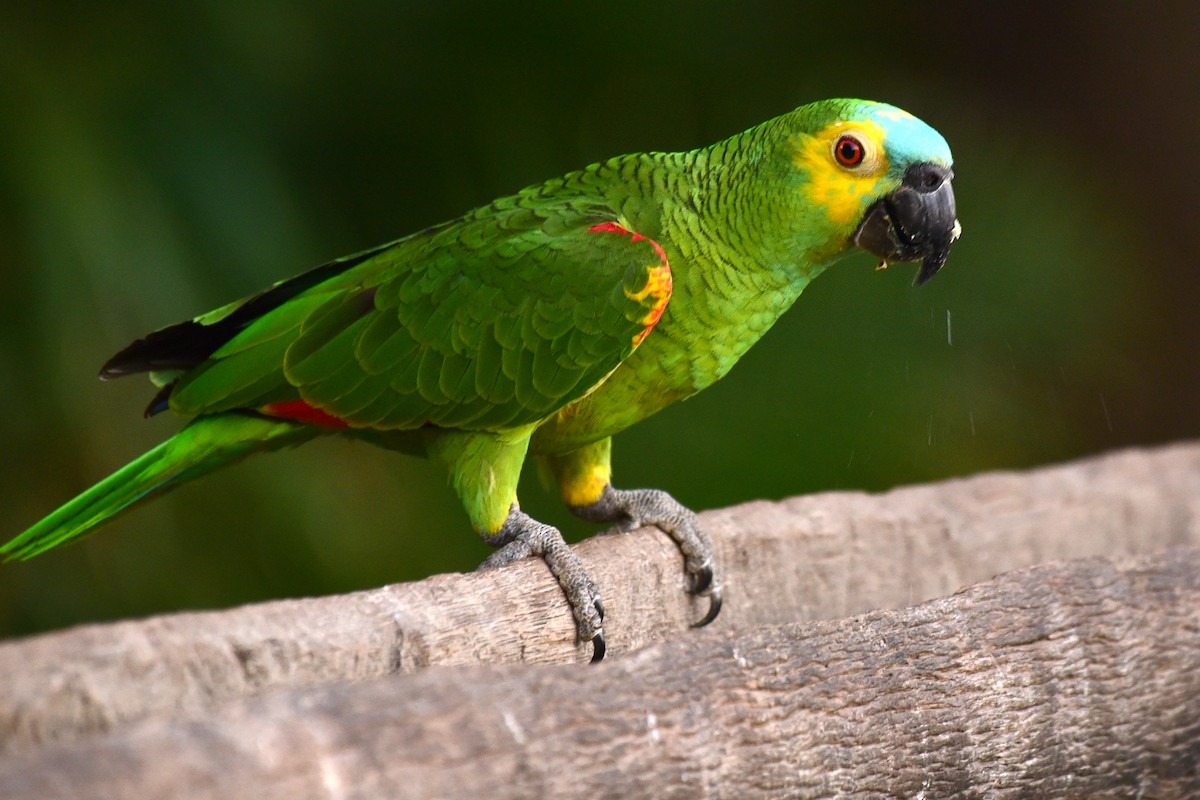 Turquoise-fronted Parrot - ML116736671