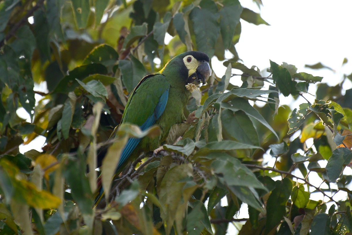 Yellow-collared Macaw - ML116737291