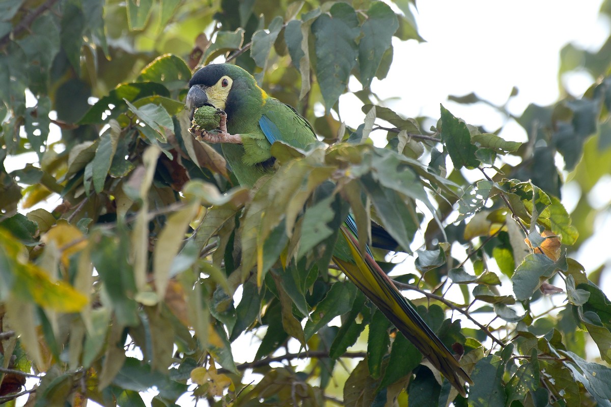 Yellow-collared Macaw - ML116737311