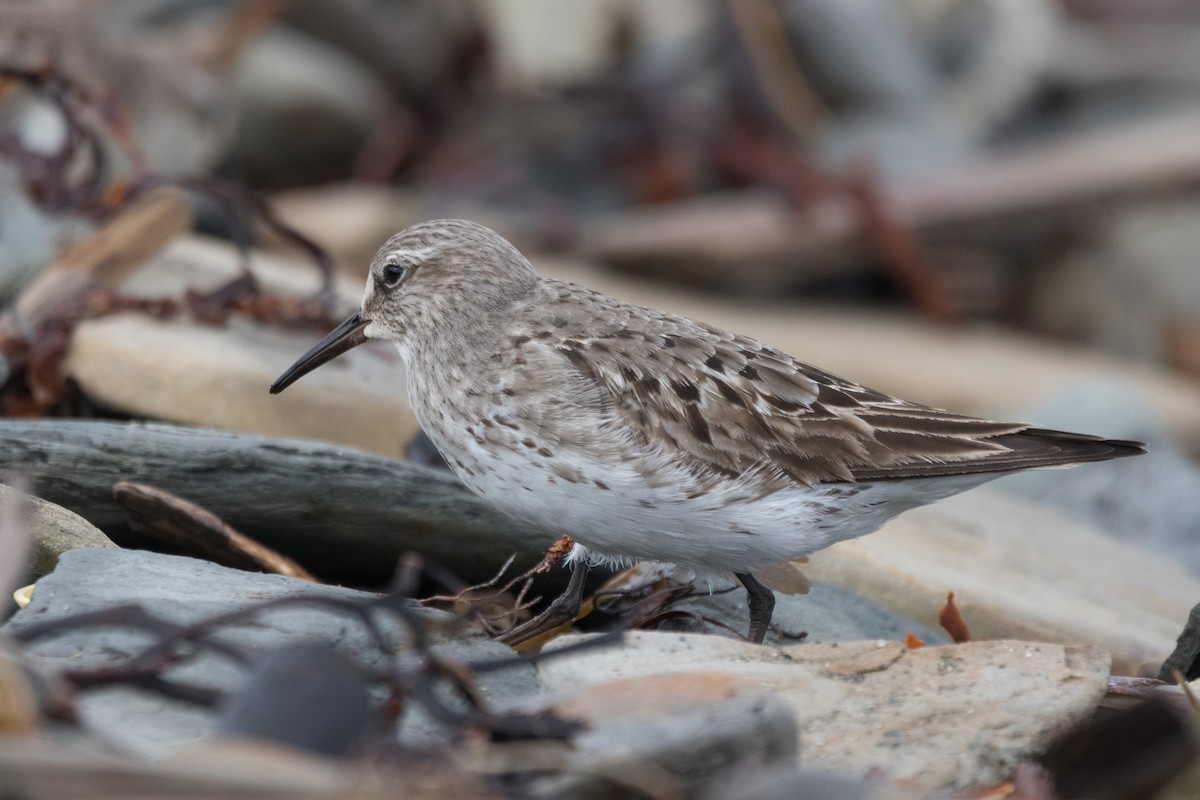 White-rumped Sandpiper - ML116737931