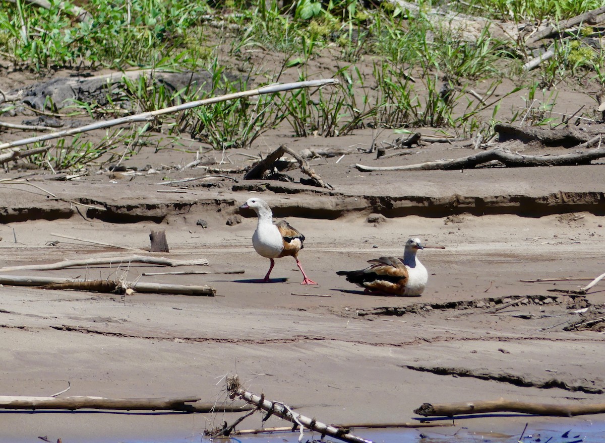 Orinoco Goose - ML116738111