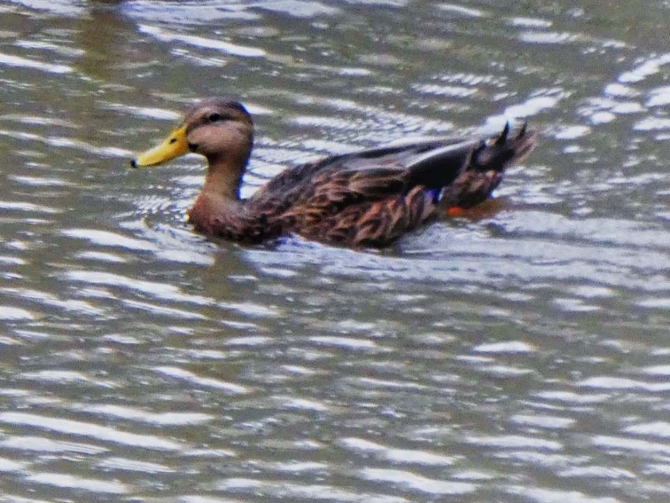 Mottled Duck - ML116738241