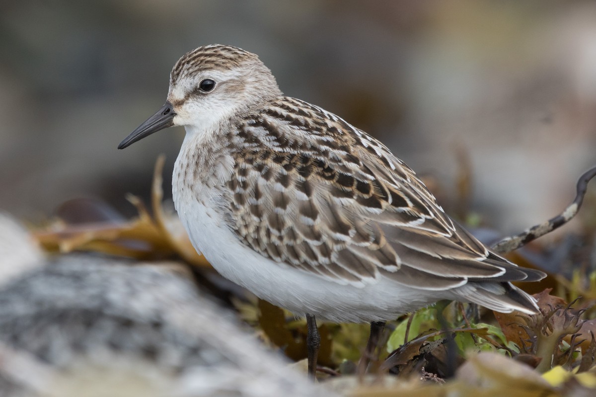 Semipalmated Sandpiper - ML116738491