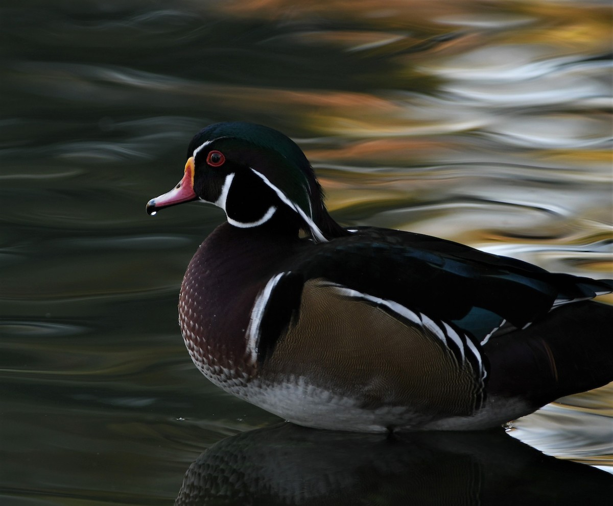 Wood Duck - ML116738511