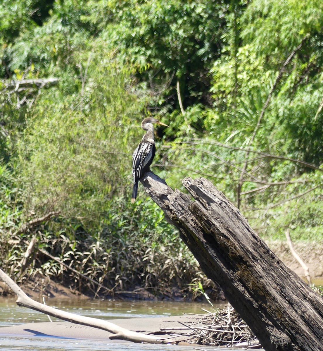 Anhinga - ML116738731