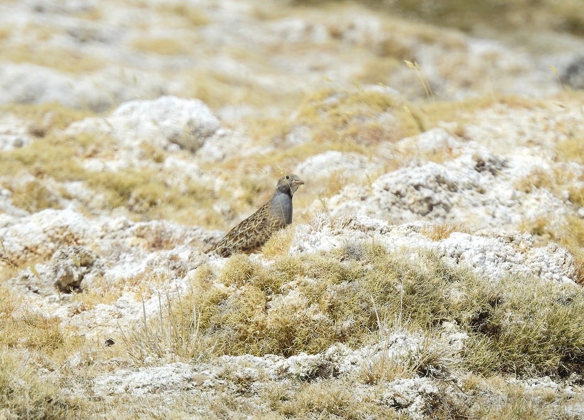 Gray-breasted Seedsnipe - ML116739031