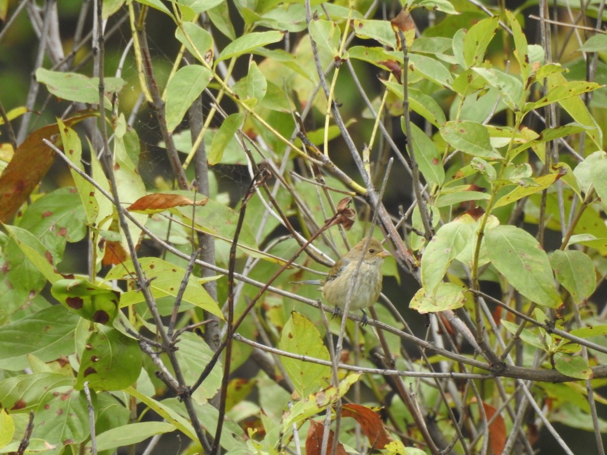 Indigo Bunting - ML116739051