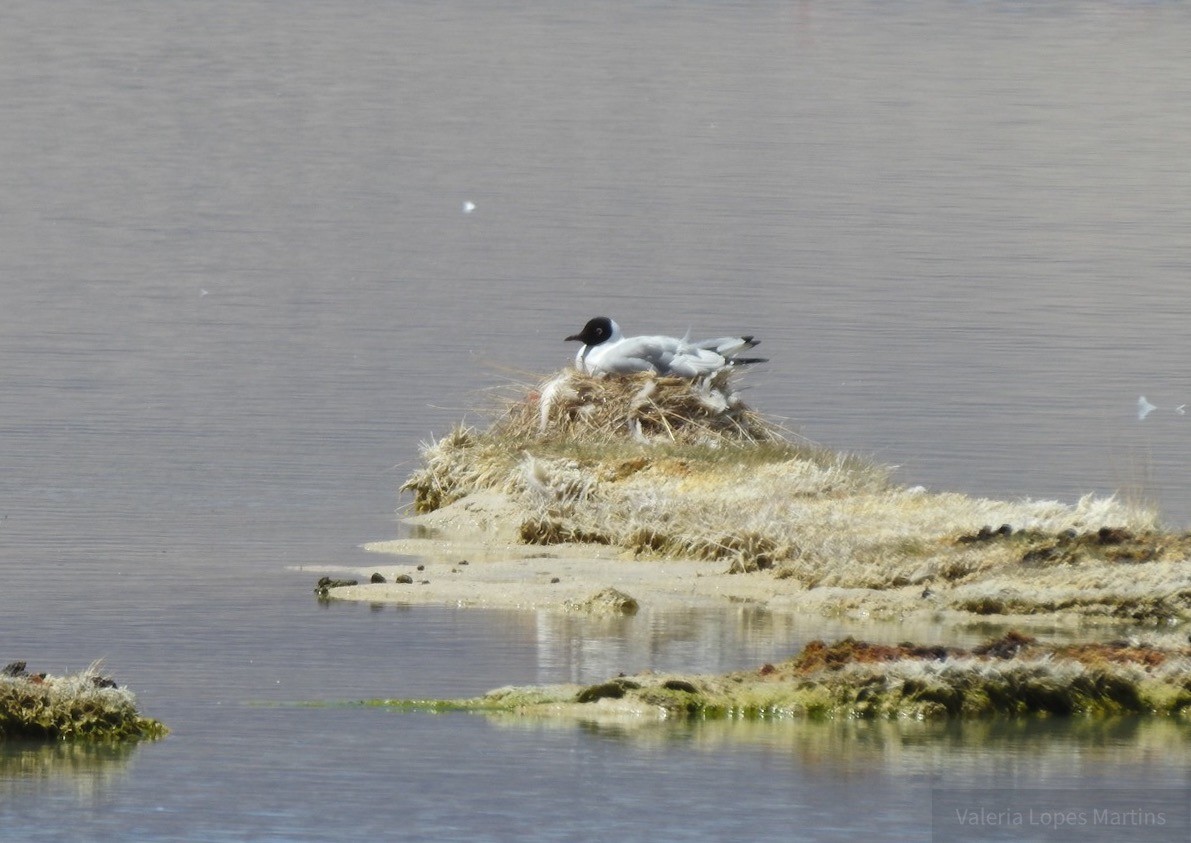 Andean Gull - Valeria  Martins