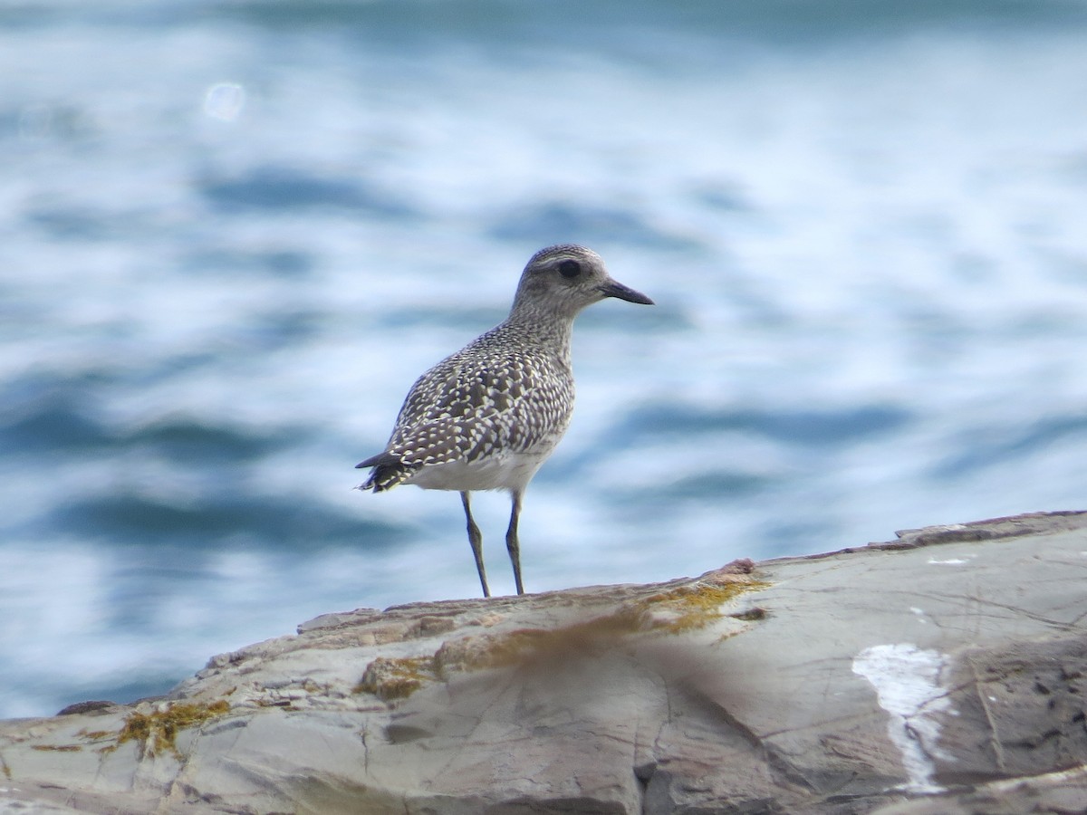 Black-bellied Plover - Glenn Hodgkins