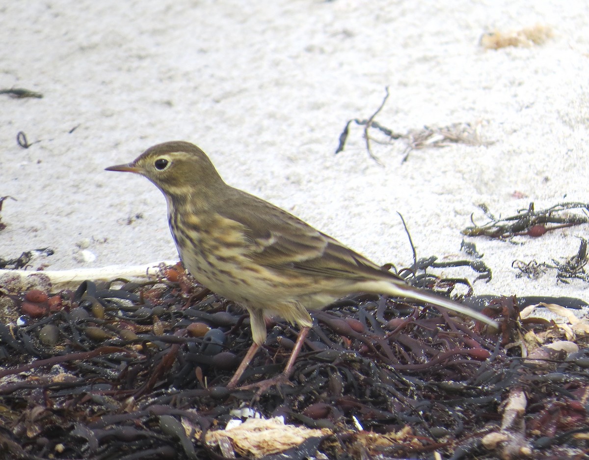 American Pipit - ML116740101