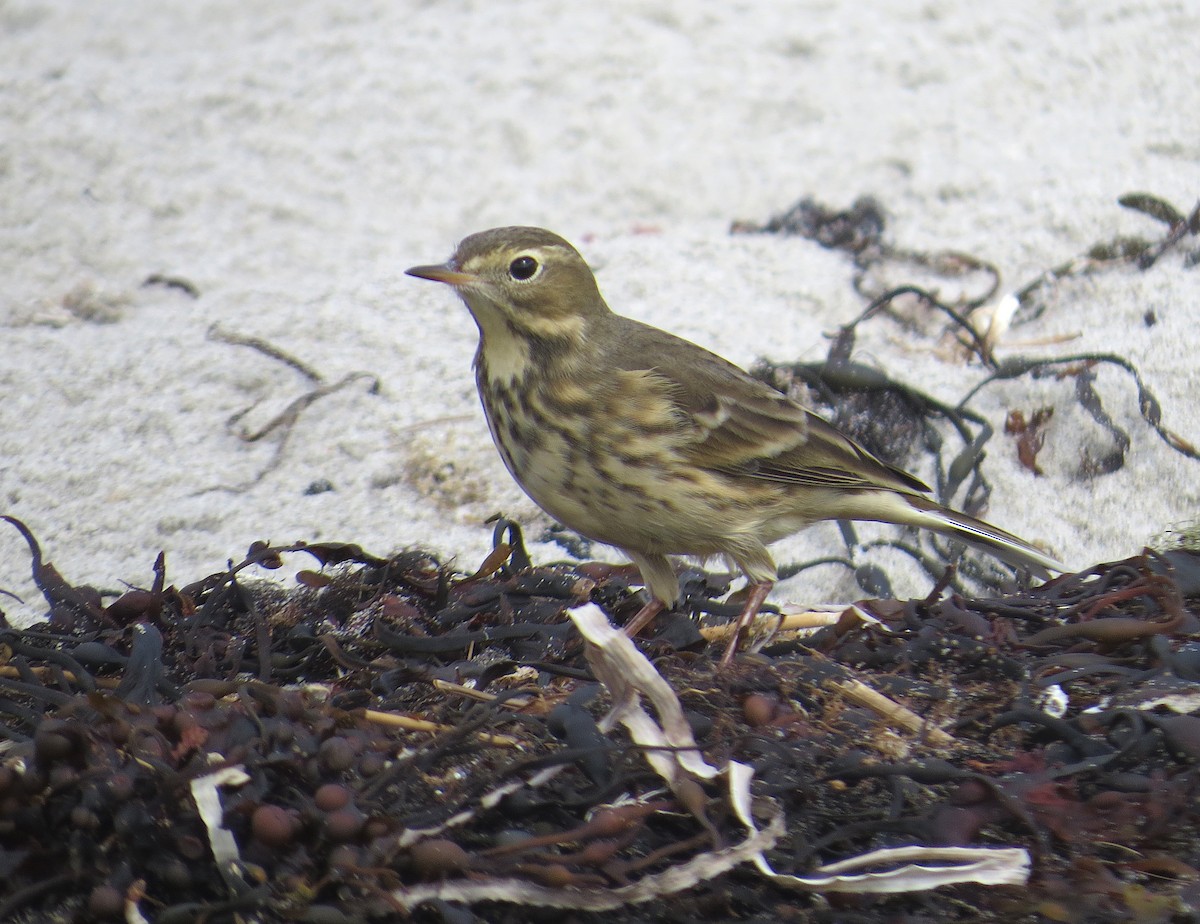 American Pipit - ML116740131