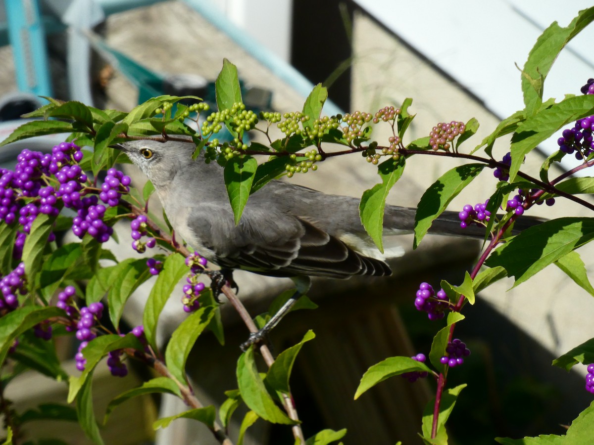 Northern Mockingbird - Peter Muir