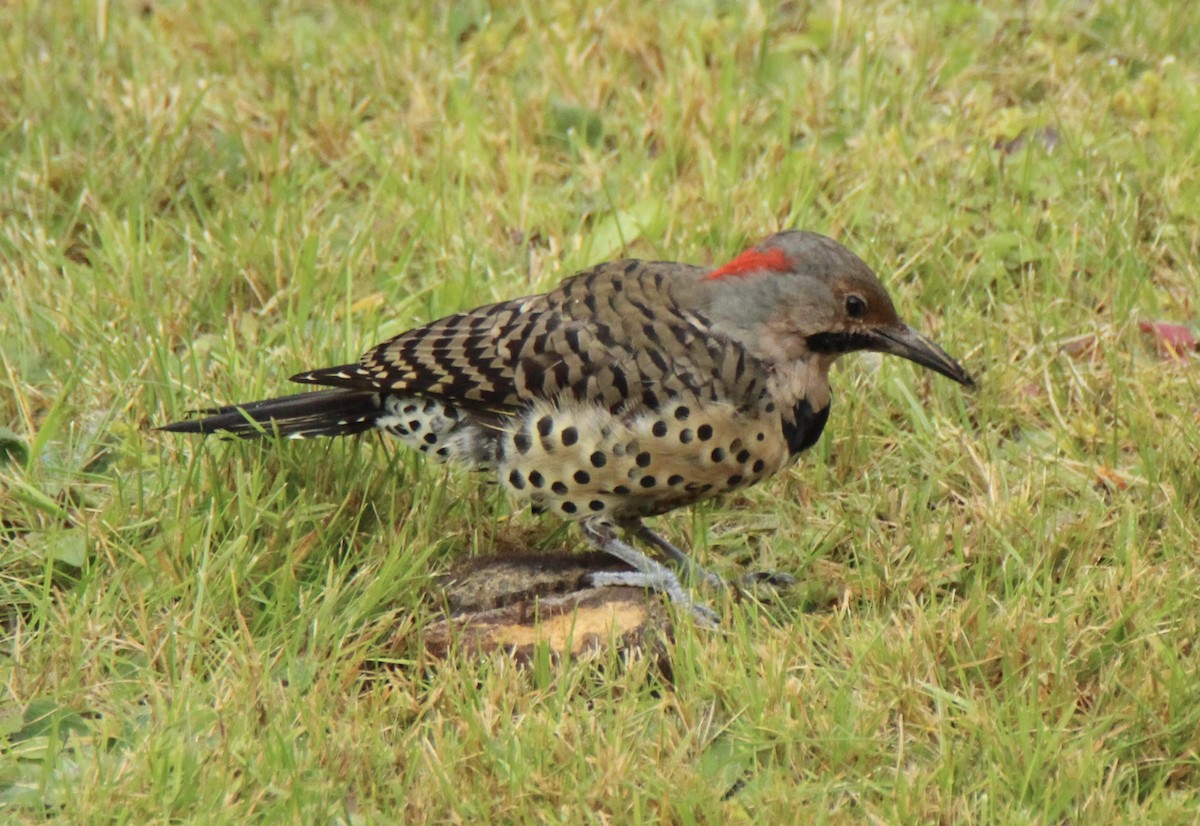 Northern Flicker - ML116742171