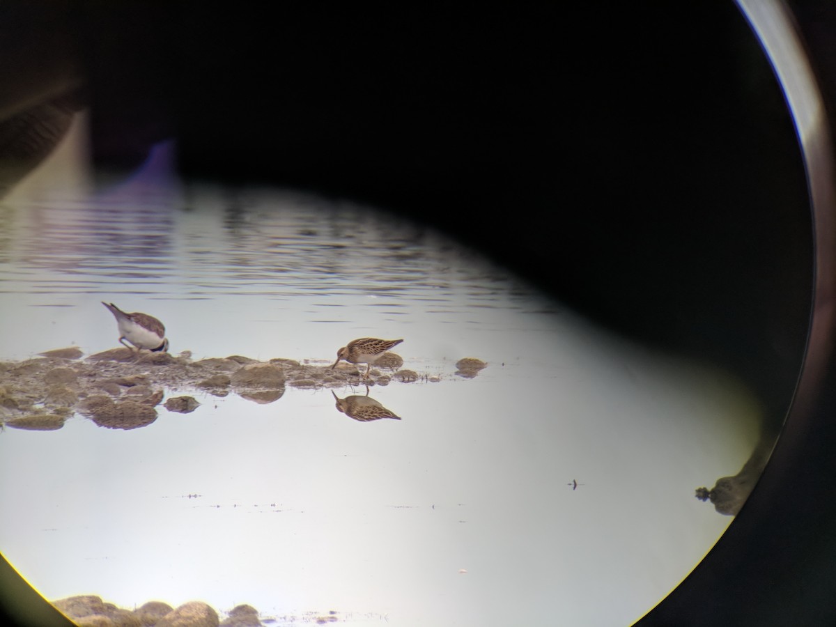 Pectoral Sandpiper - ML116742981