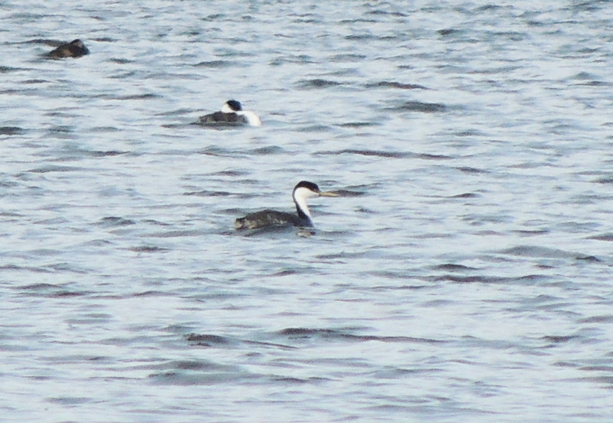 Western Grebe - ML116743261