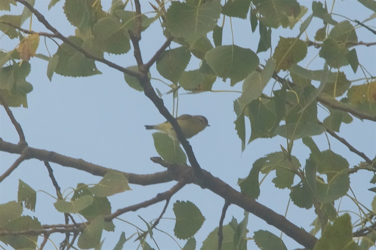 Philadelphia Vireo - ML116744631