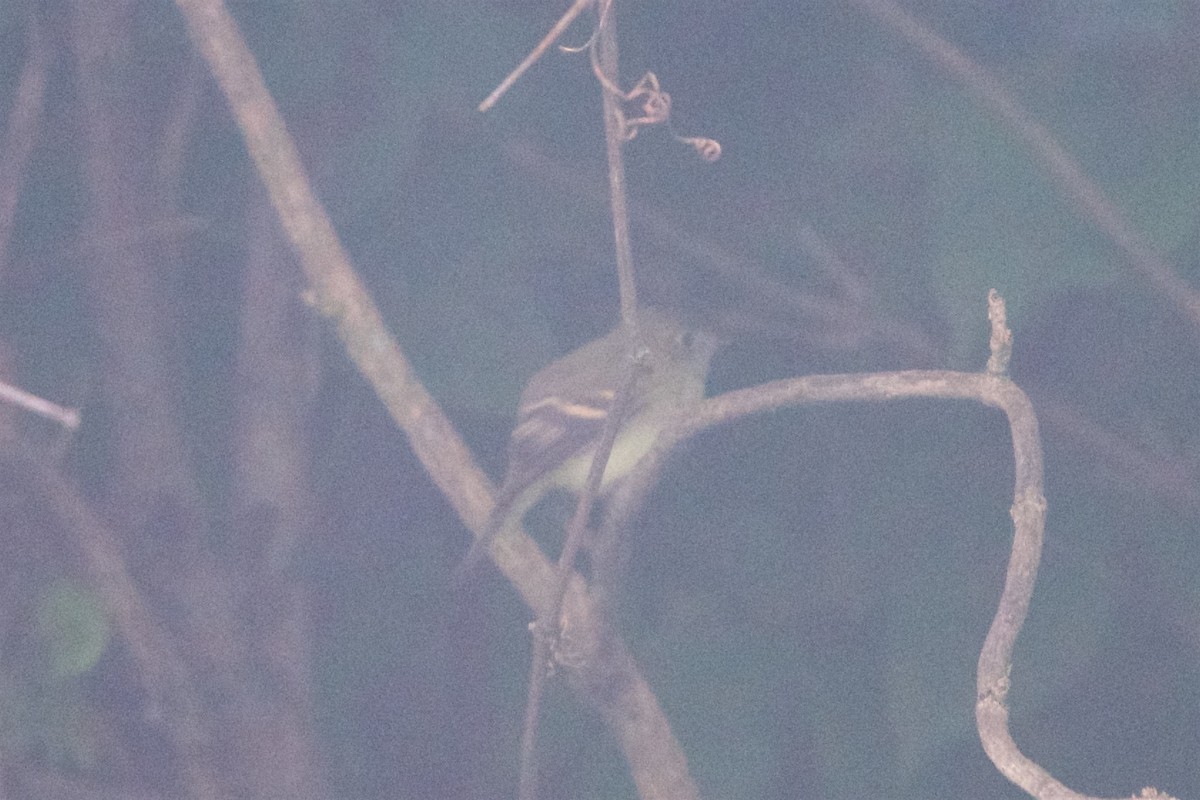 Least Flycatcher - Hal Mitchell