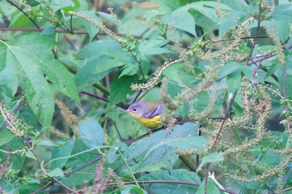 Magnolia Warbler - ML116744791