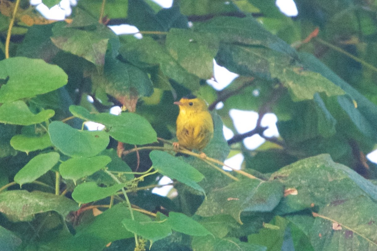 Wilson's Warbler - ML116744961