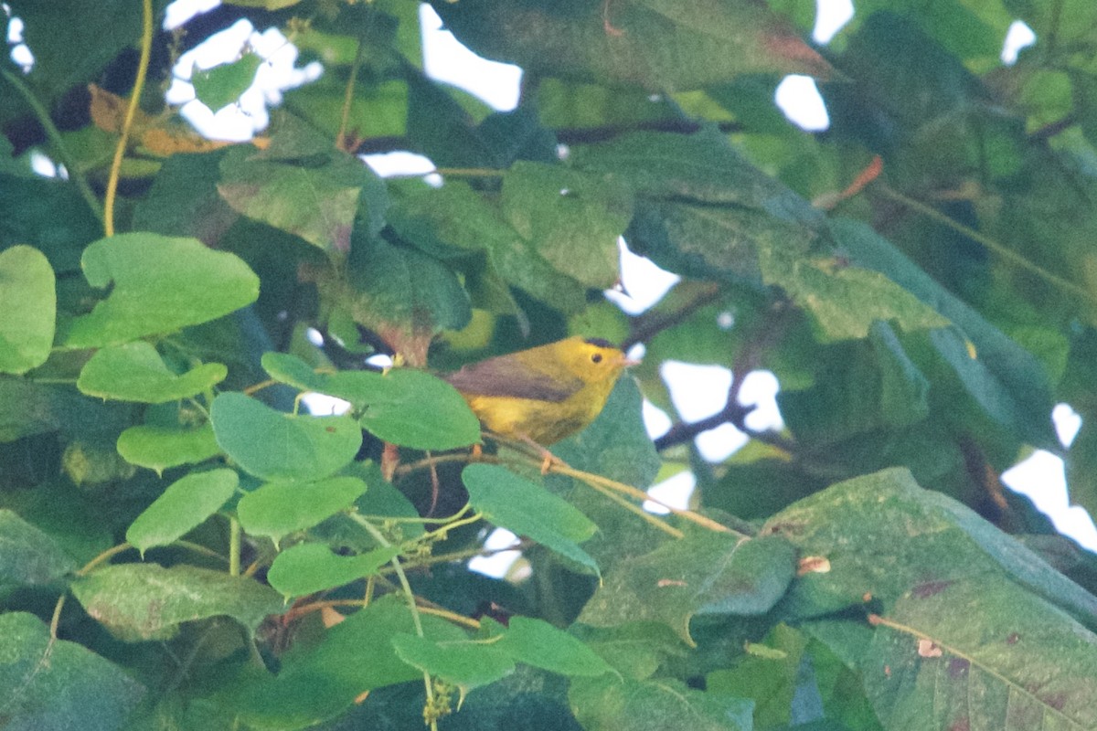 Wilson's Warbler - ML116744981