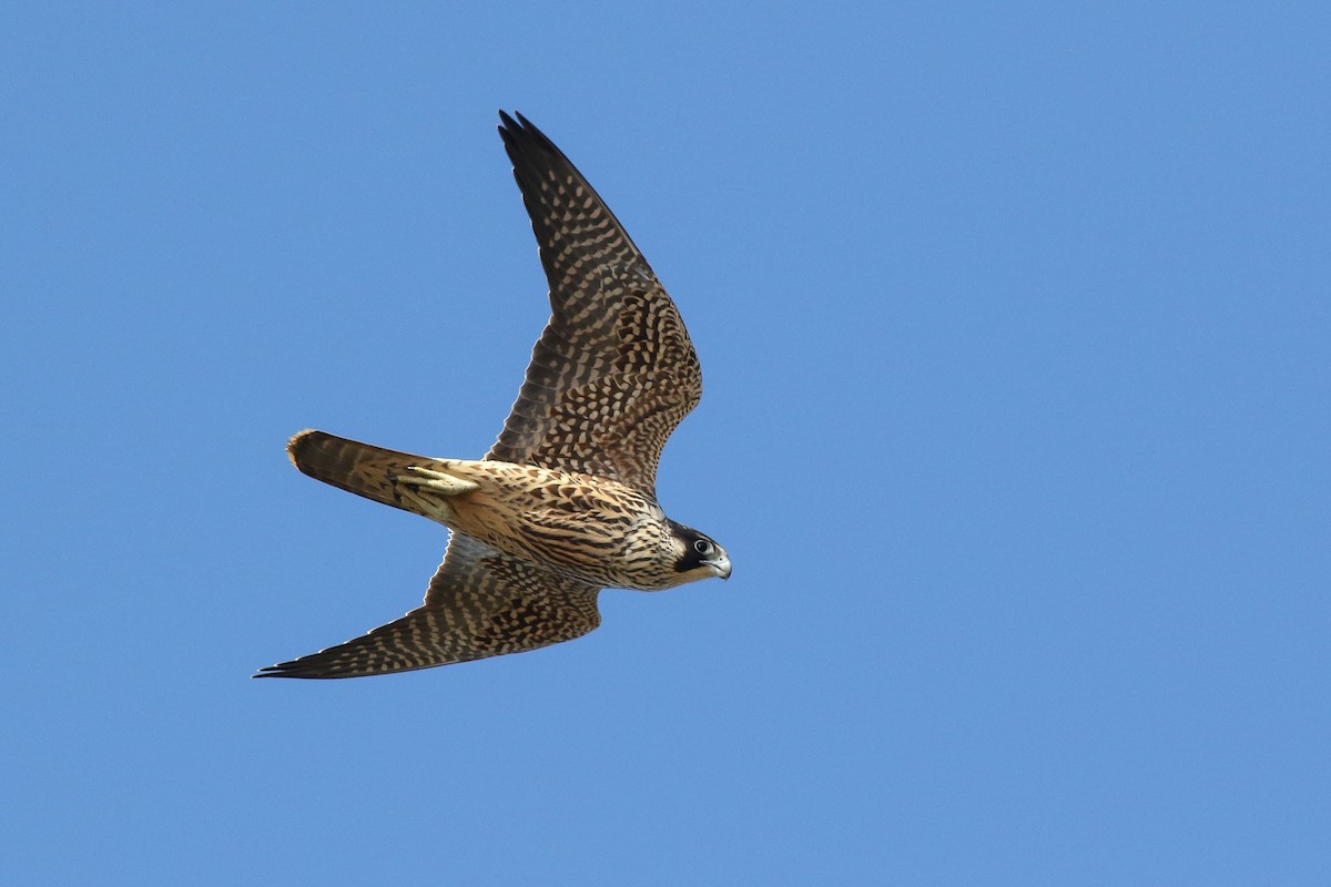 Peregrine Falcon - ML116745211