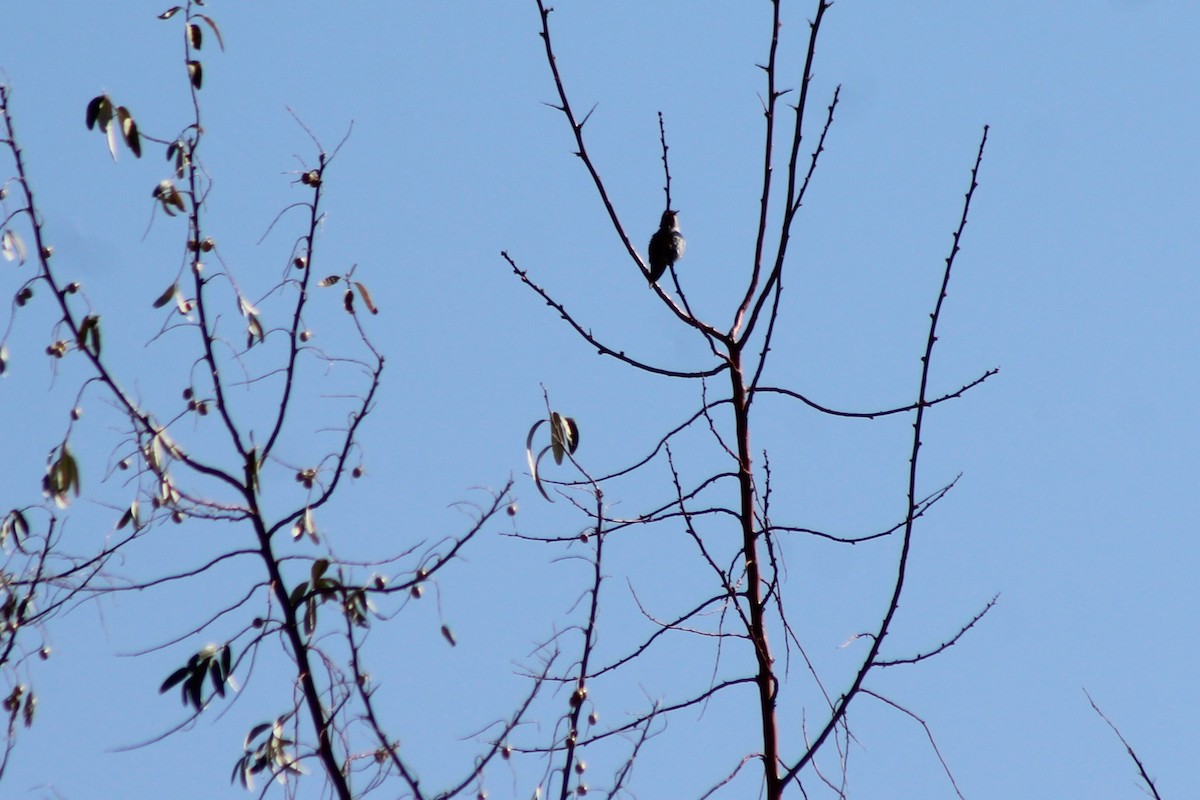 Black-chinned Hummingbird - ML116745251