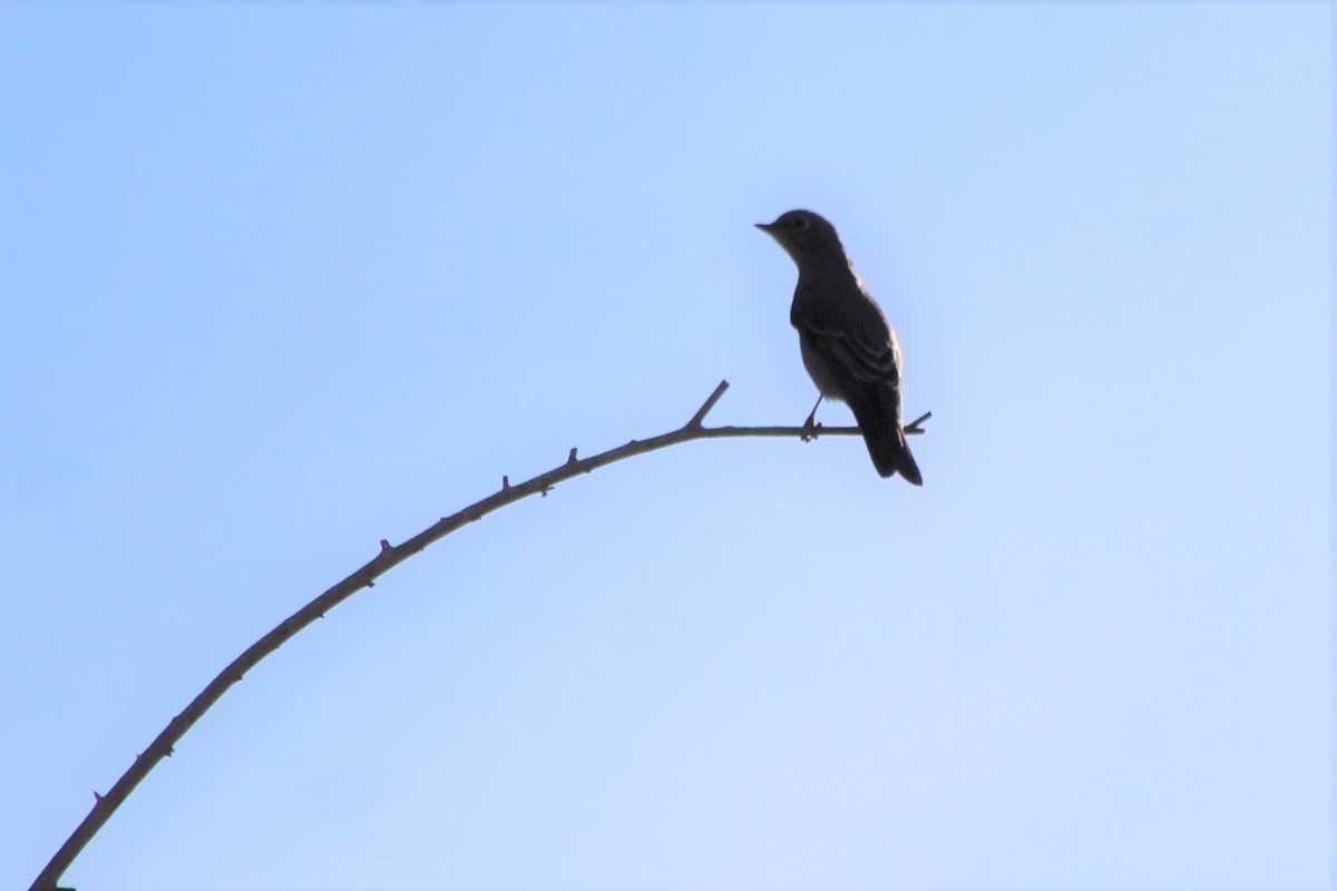 Townsend's Solitaire - ML116746521