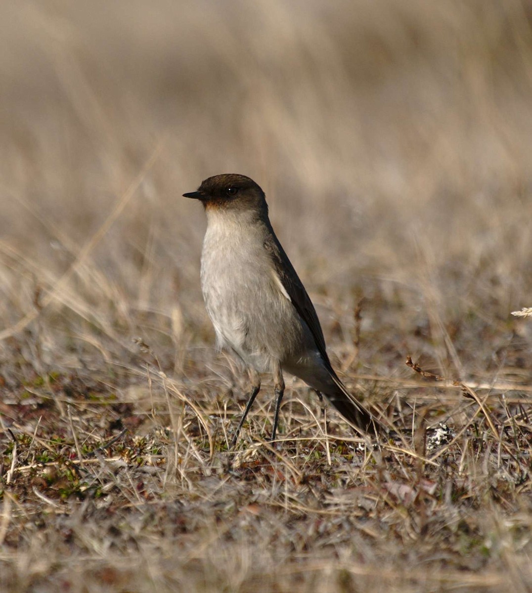 Dark-faced Ground-Tyrant - ML116746891