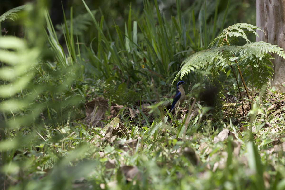 Fawn-breasted Tanager - ML116747091