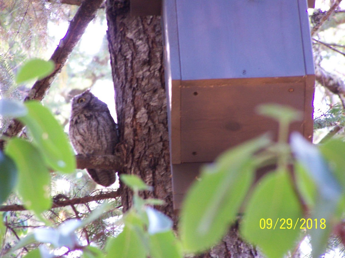 Western Screech-Owl - ML116747921