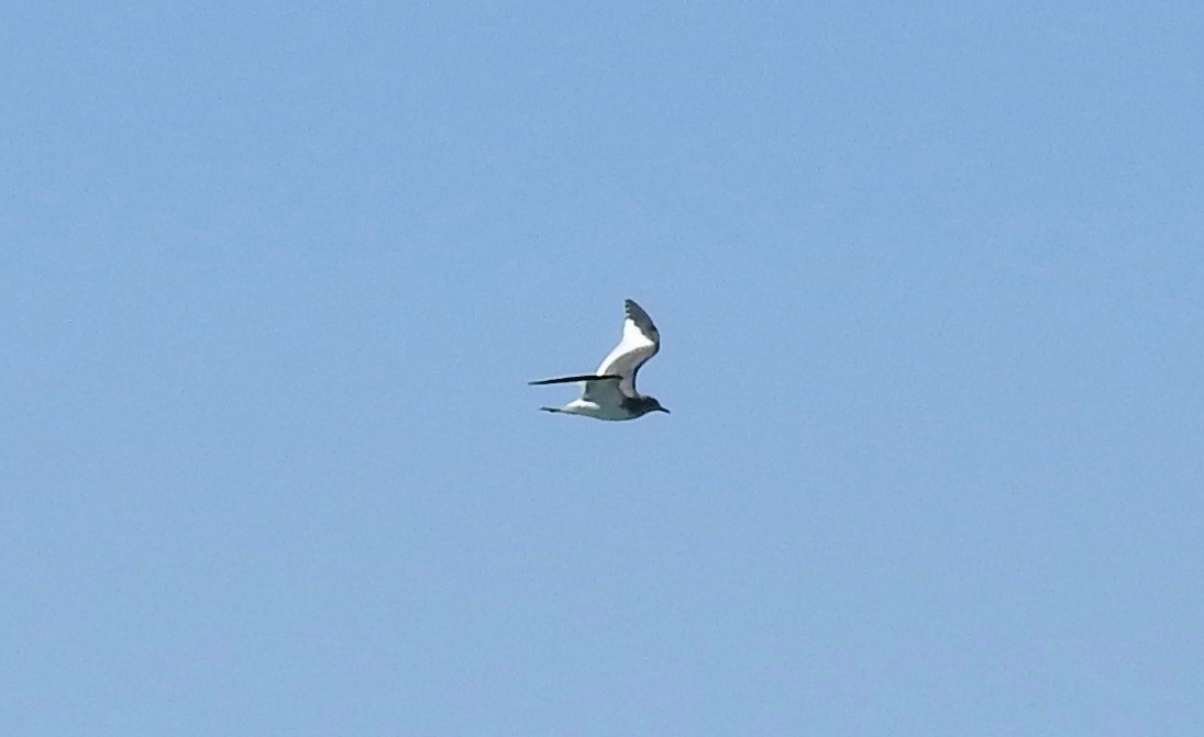 Sabine's Gull - ML116748361