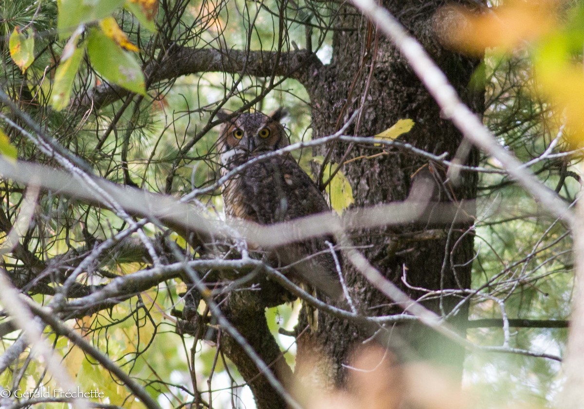 Great Horned Owl - ML116748381