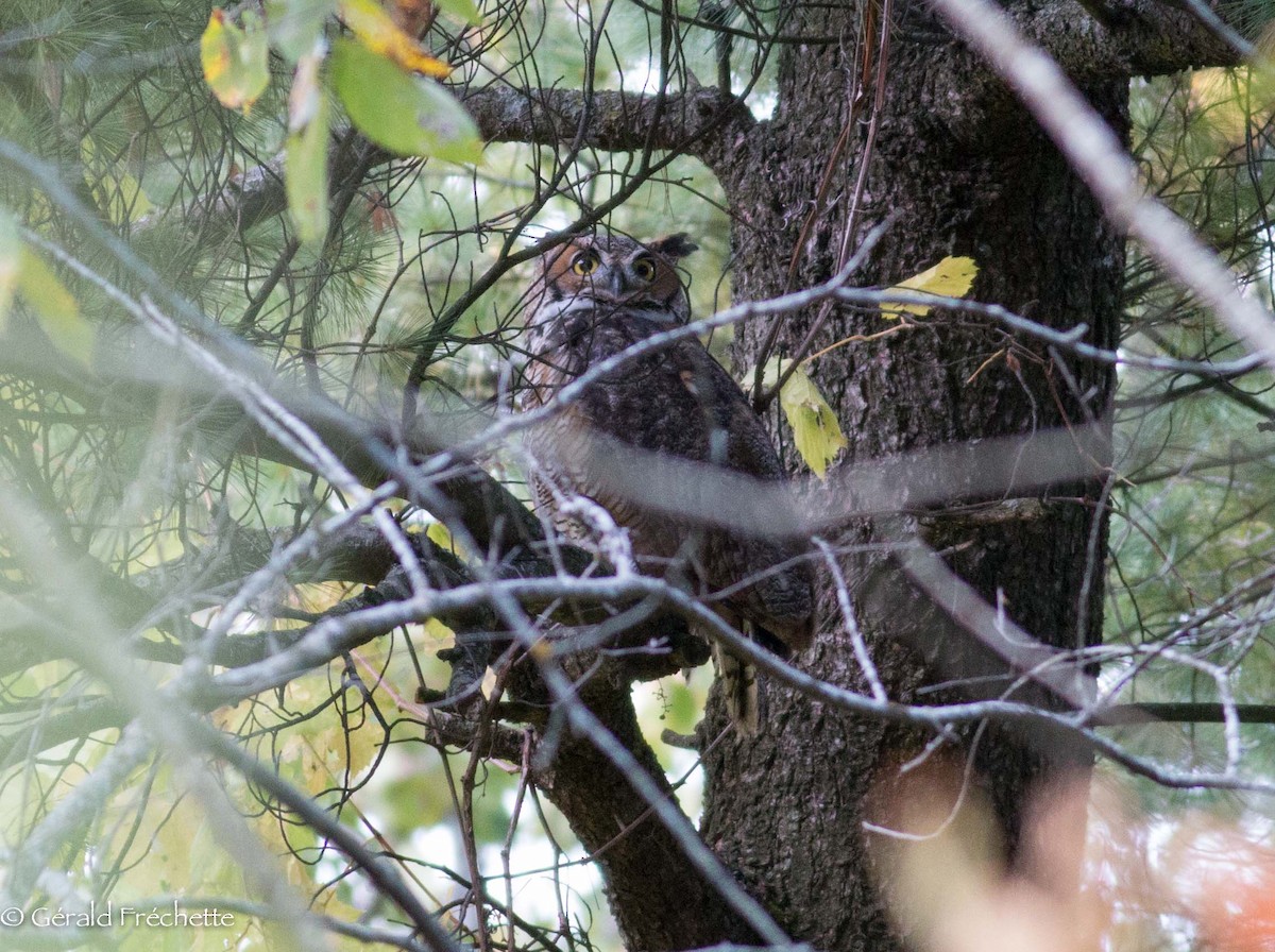 Great Horned Owl - ML116748391