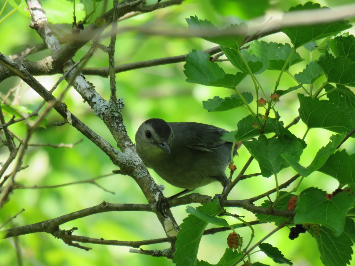 Gray Catbird - ML116748451