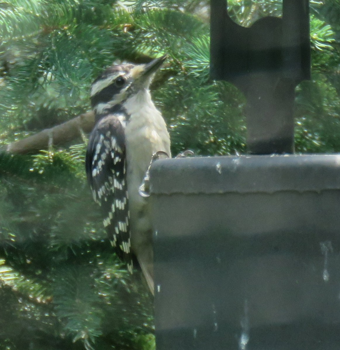 Hairy Woodpecker - ML116748611