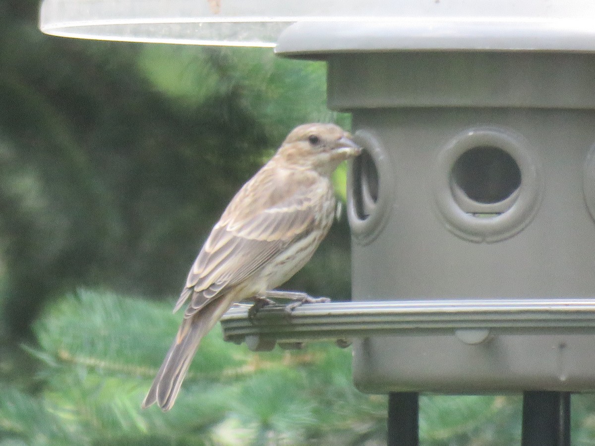 House Finch - Lily Morello