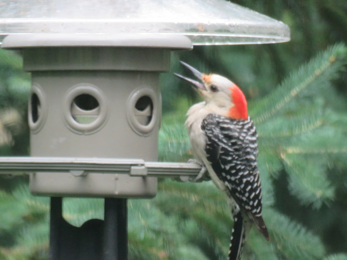 Red-bellied Woodpecker - Lily Morello