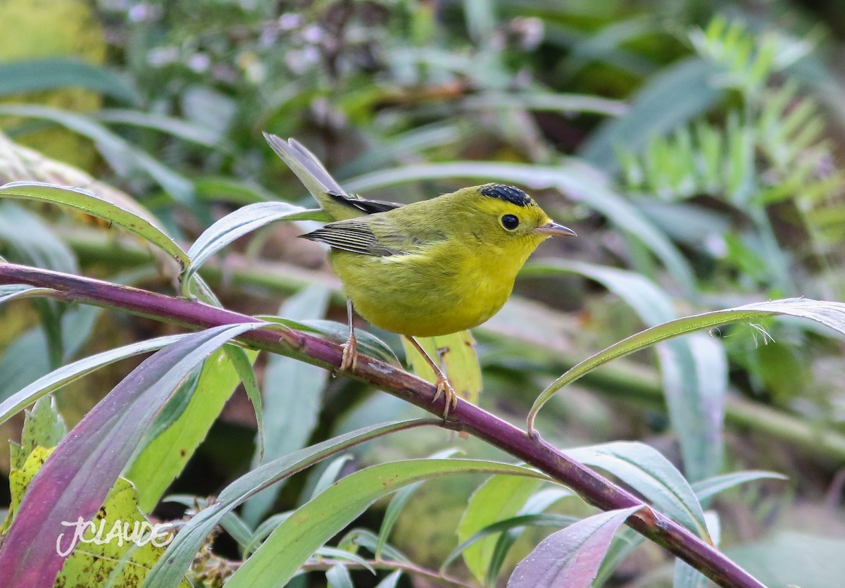 Wilson's Warbler - ML116751711