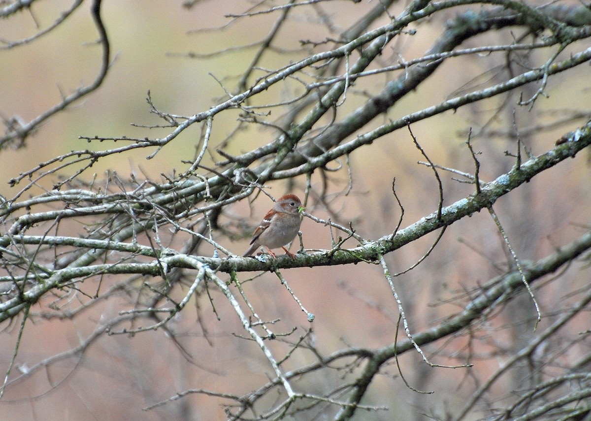 Field Sparrow - ML116755111