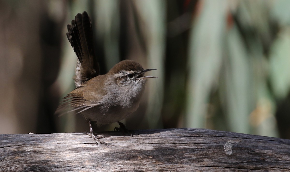 Bewick's Wren - Peter Svensson