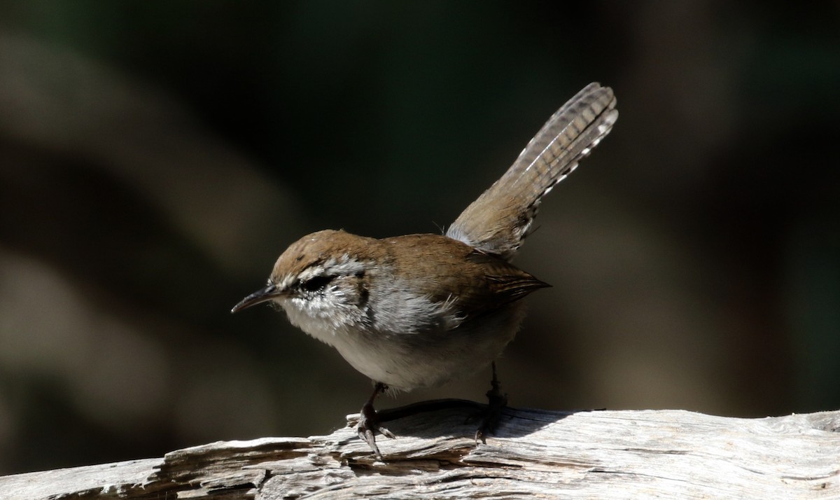 Bewick's Wren - Peter Svensson