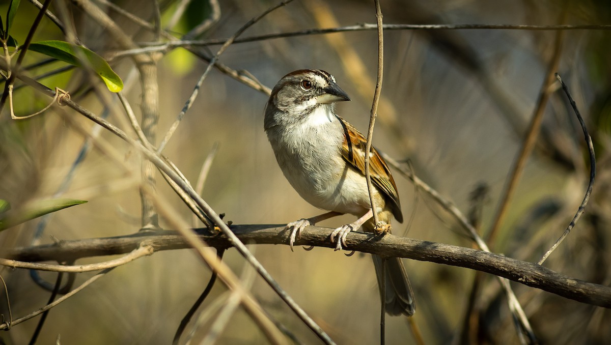 Tumbes Sparrow - Alex Luna