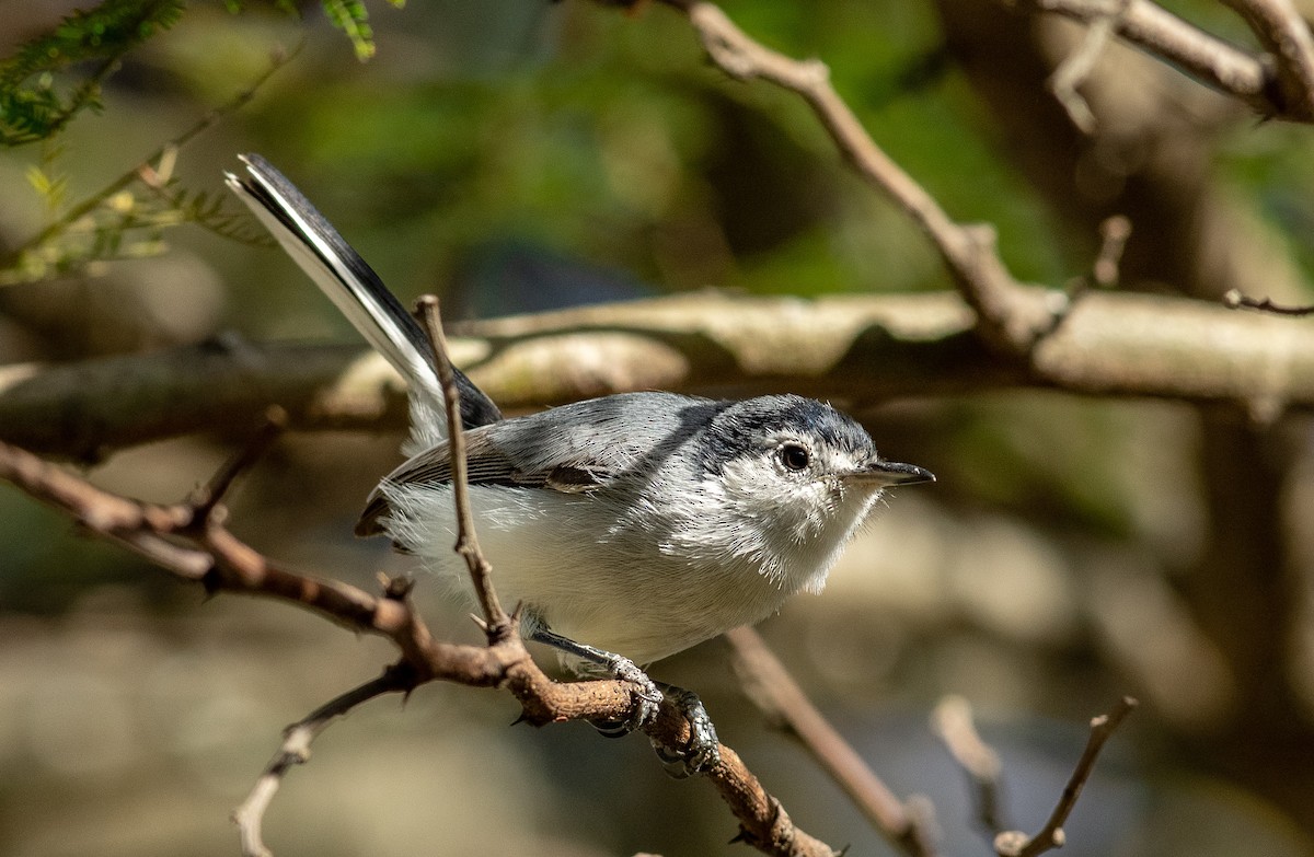 White-browed Gnatcatcher - ML116758361