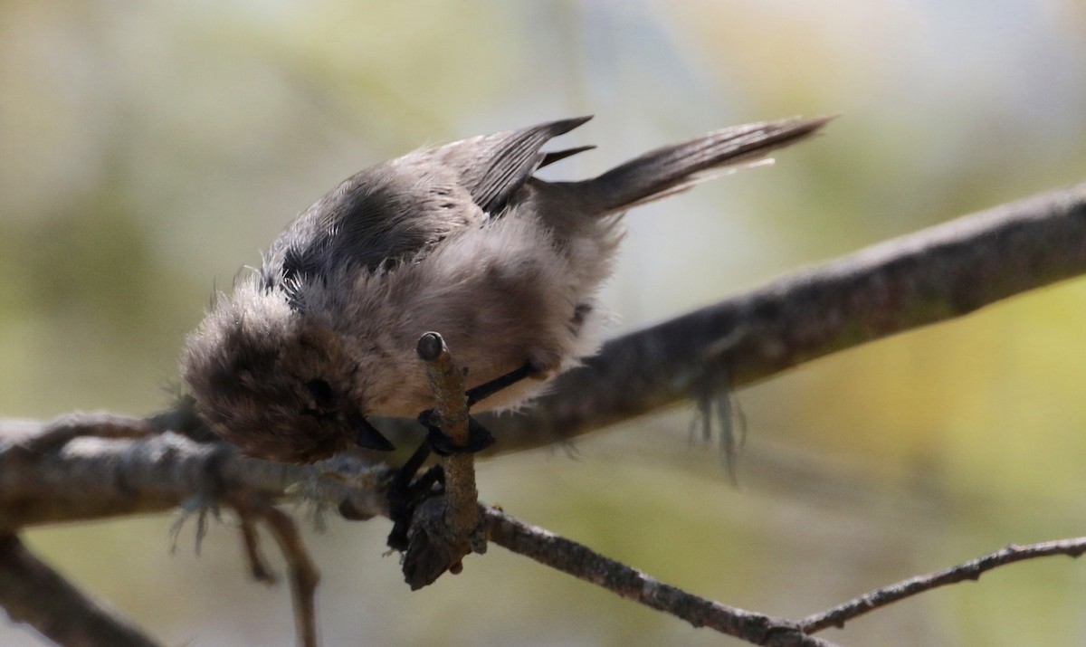 Bushtit - Peter Svensson