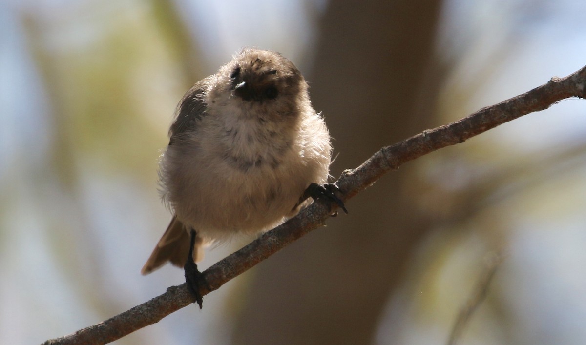 Bushtit - Peter Svensson