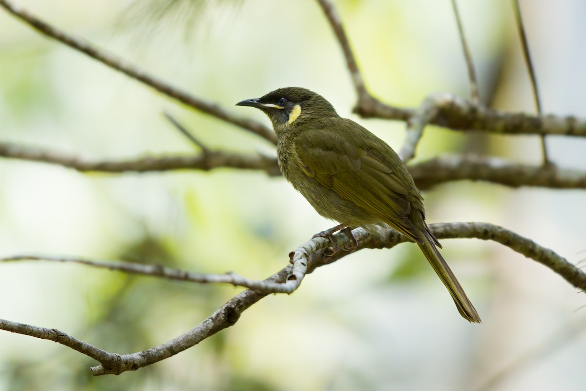 Lewin's Honeyeater - ML116759601