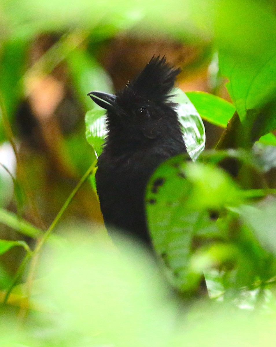 Tufted Antshrike - Anonymous